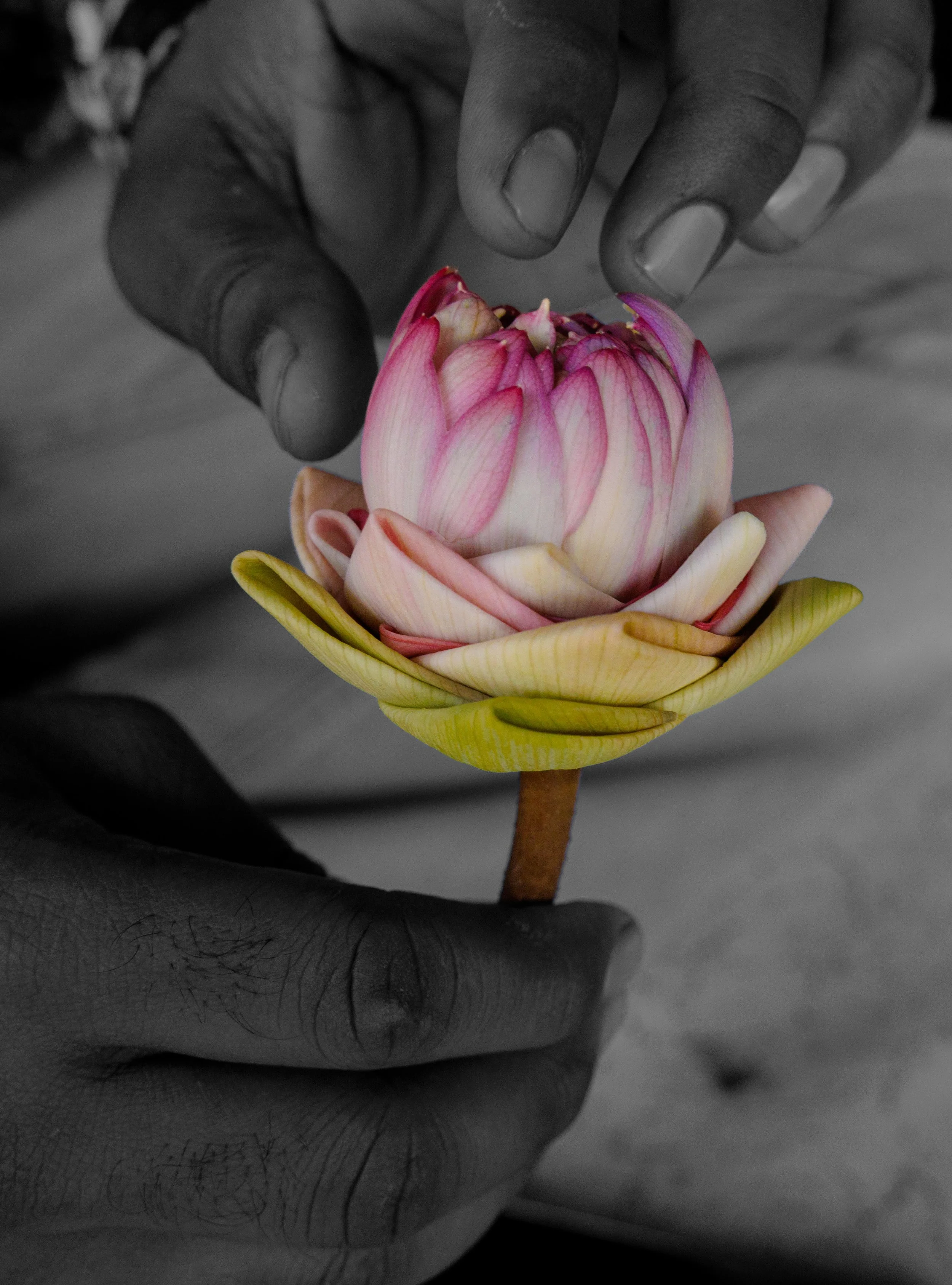 Flower Market H-29.jpg