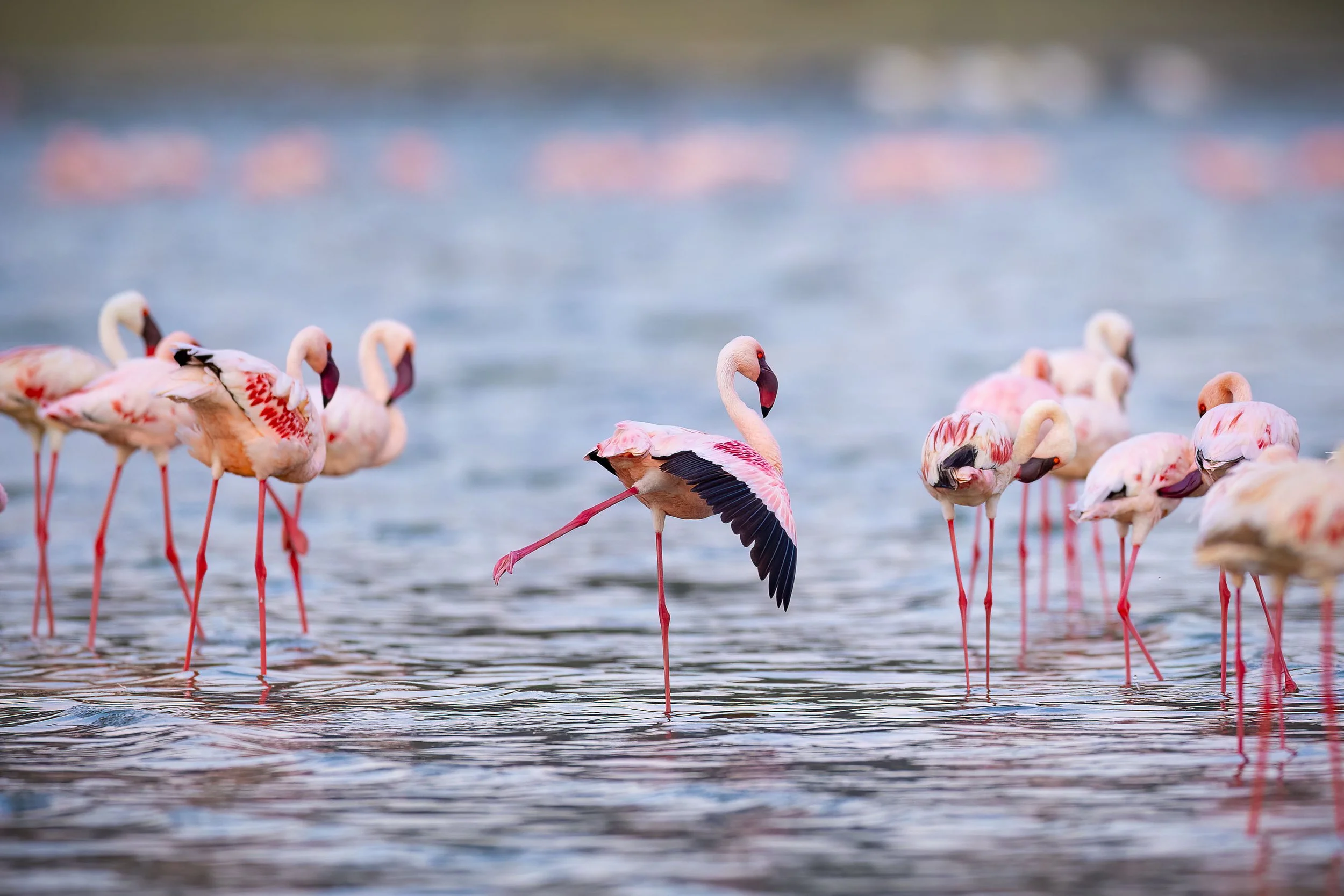 swan lake.jpg