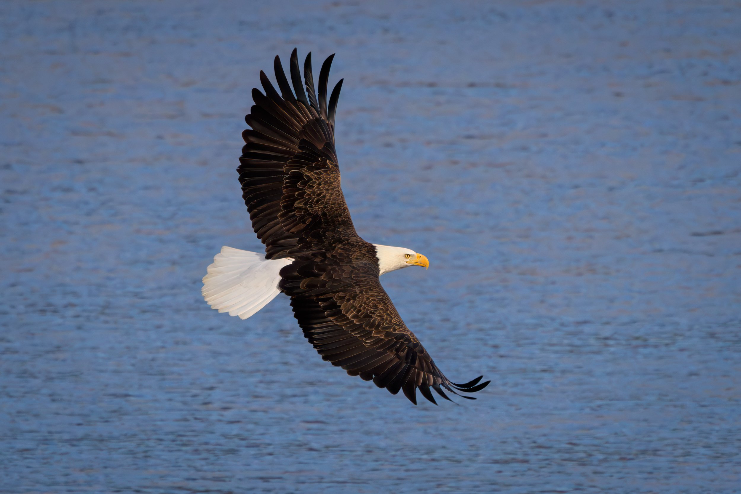 majestic eagle.jpg