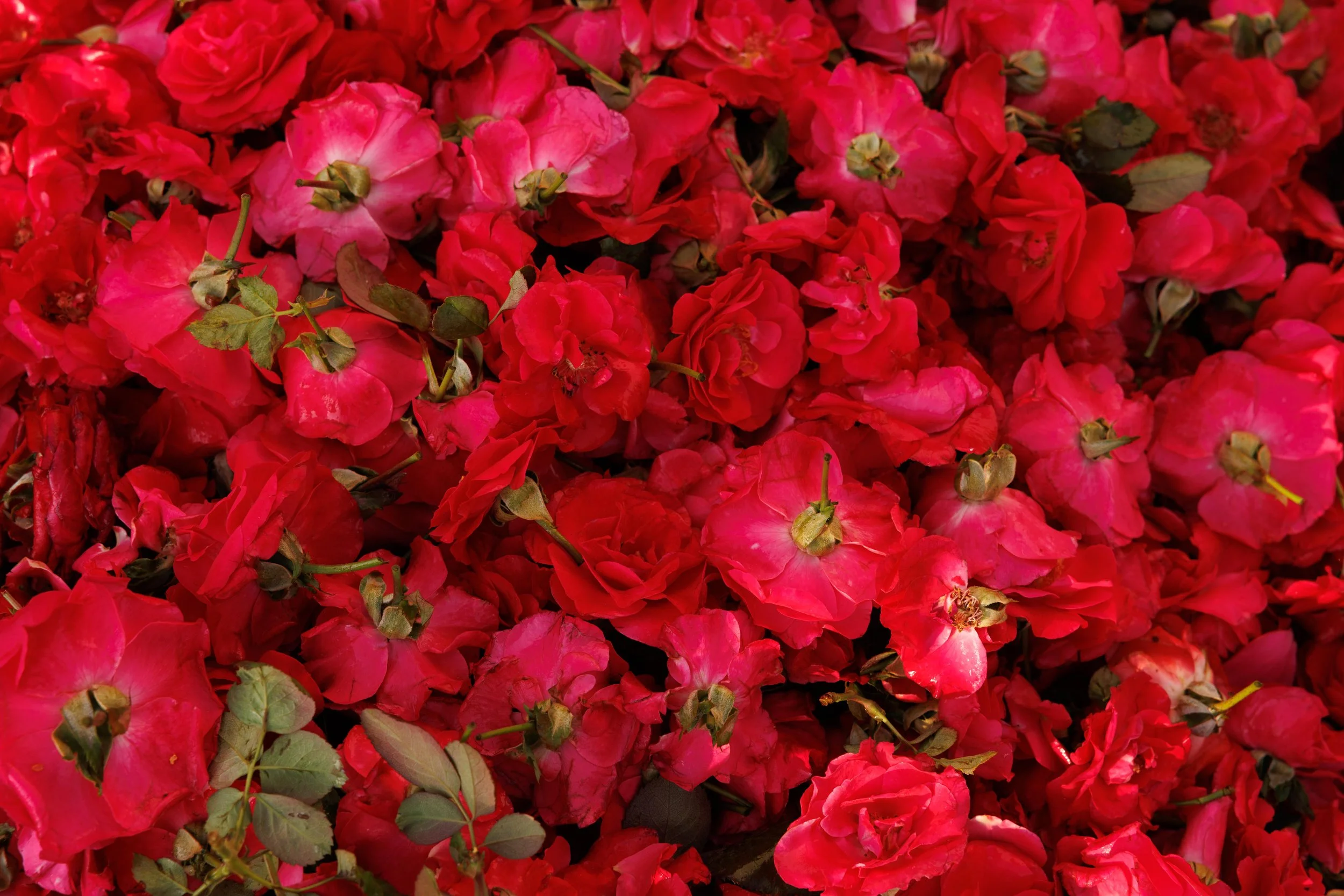 Flower Market H-3.jpg