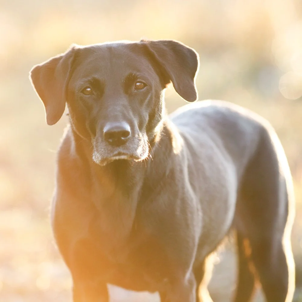 Sea-Croft Neah. Ägare Kajsa Fagerström