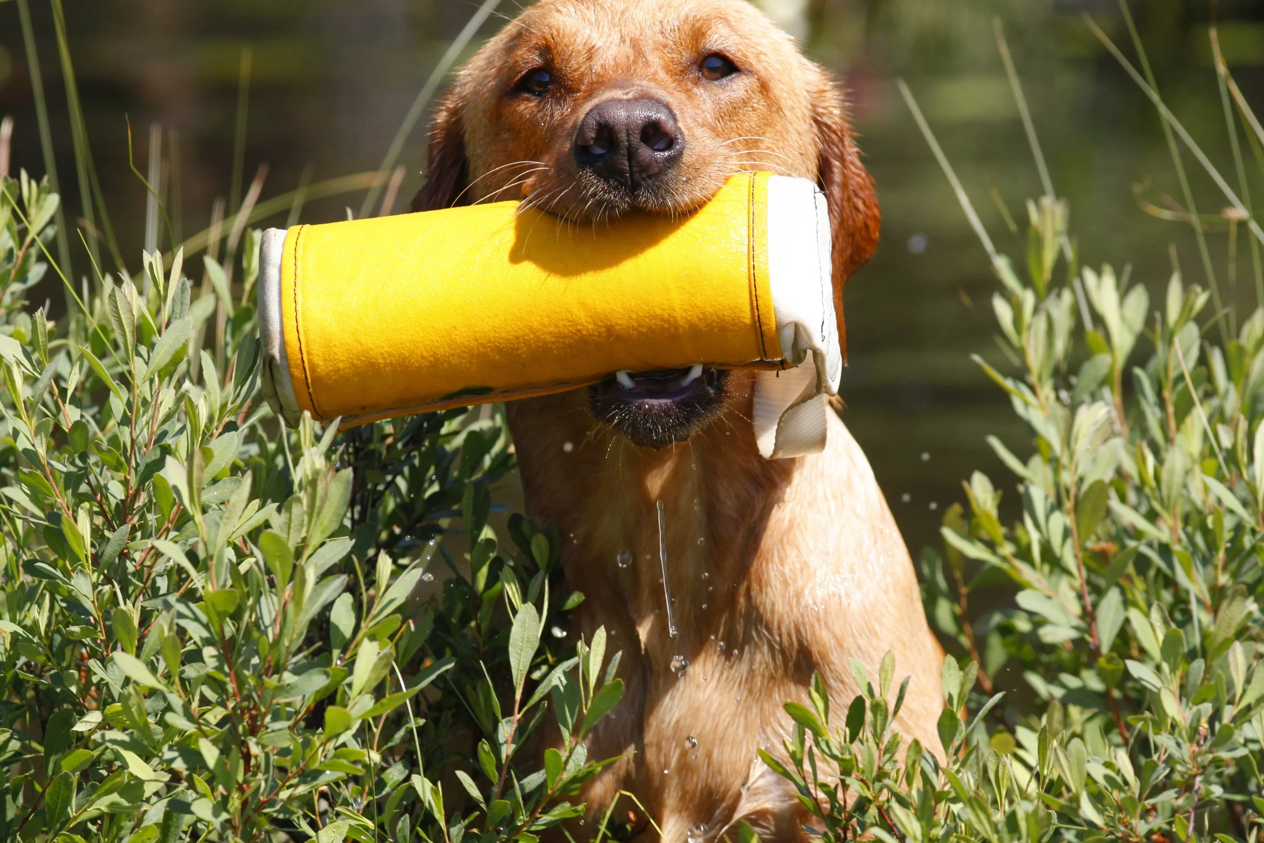 Grönviks Sunny Fox. Ägare Kajsa Fagerström