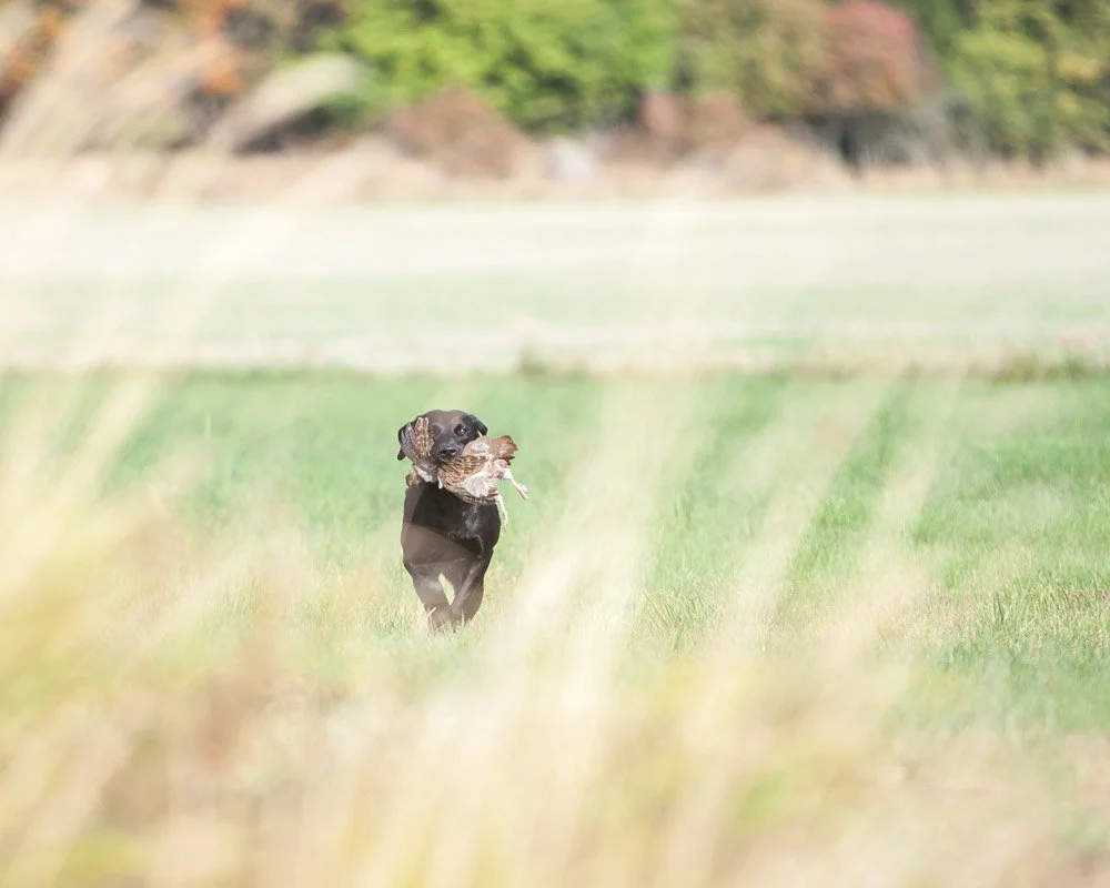 Sea-Croft Neah. Ägare Kajsa Fagerström
