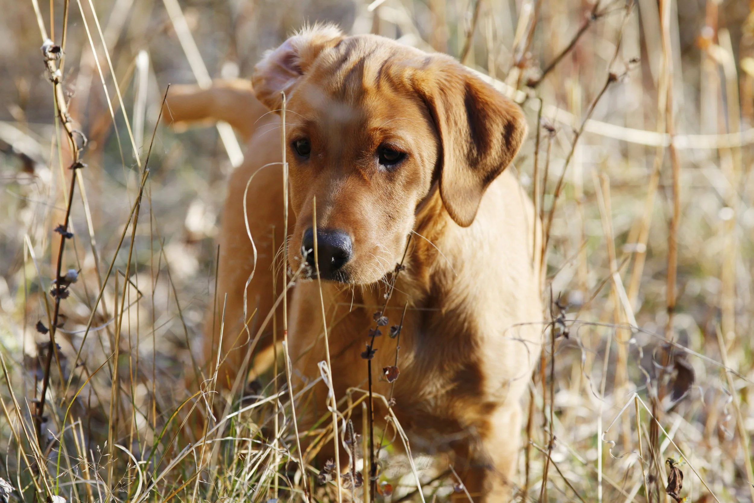 Ny kennel &amp; hemsida