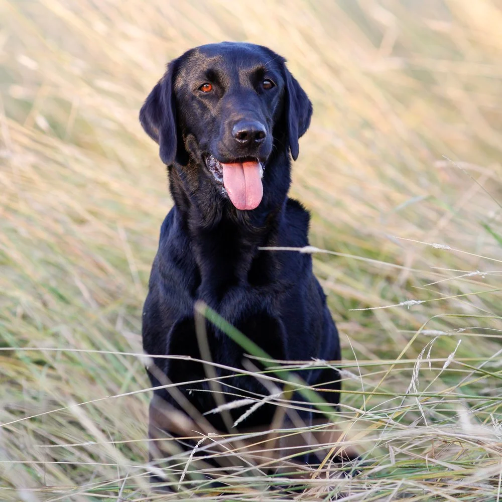 Streamlight's Phoebes Cornelia "Pennie". Ägare: Kajsa Fagerström