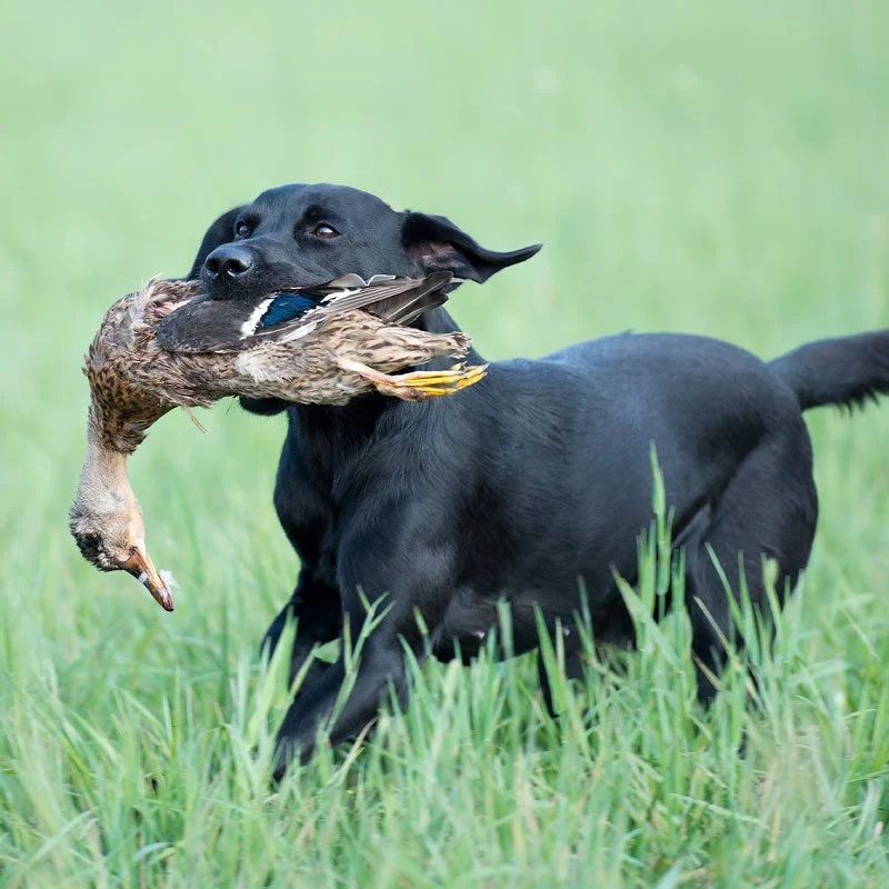 Conover's Prinsessan Tuvstarr "Maya". Ägare Kajsa Fagerström