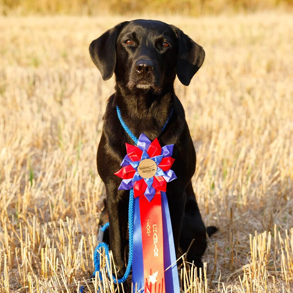 Conover's Prinsessan Tuvstarr "Maya". Ägare Kajsa Fagerström