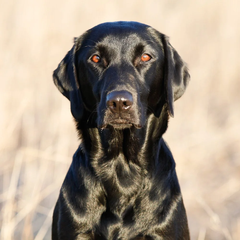 Streamlight's Phoebes Cornelia "Pennie". Ägare: Kajsa Fagerström