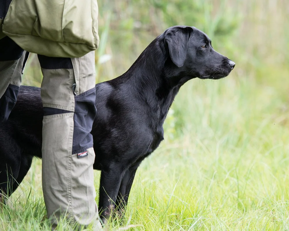 Conover's Prinsessan Tuvstarr "Maya". Ägare Kajsa Fagerström
