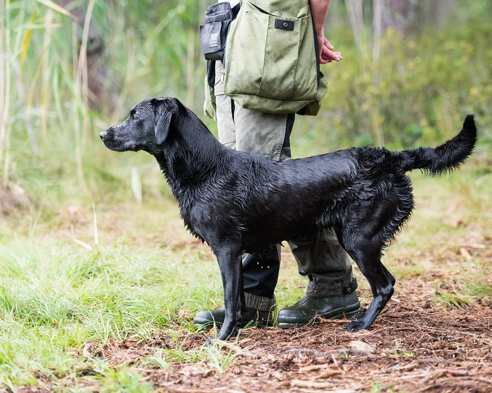 Conover's Prinsessan Tuvstarr "Maya". Ägare Kajsa Fagerström