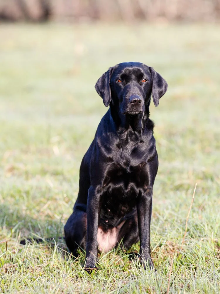Streamlight's Phoebes Cornelia "Pennie". Ägare: Kajsa Fagerström