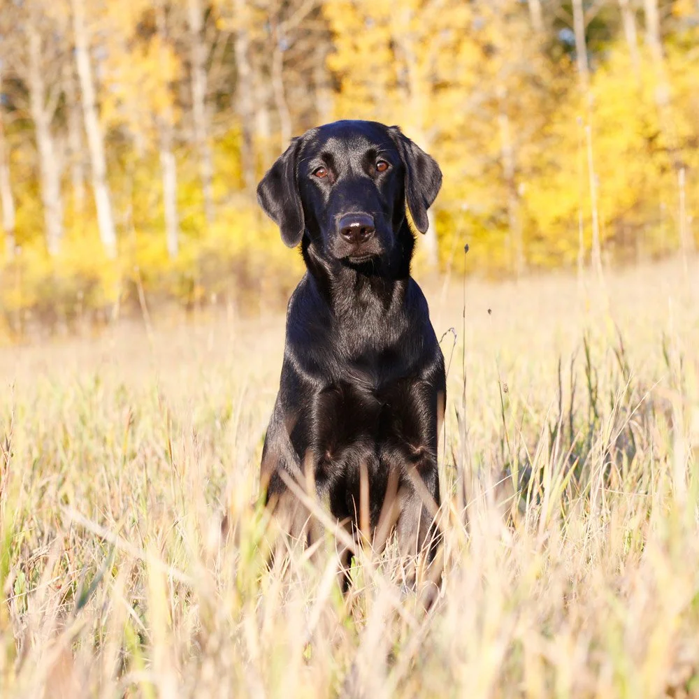 Streamlight's Phoebes Cornelia "Pennie". Ägare: Kajsa Fagerström