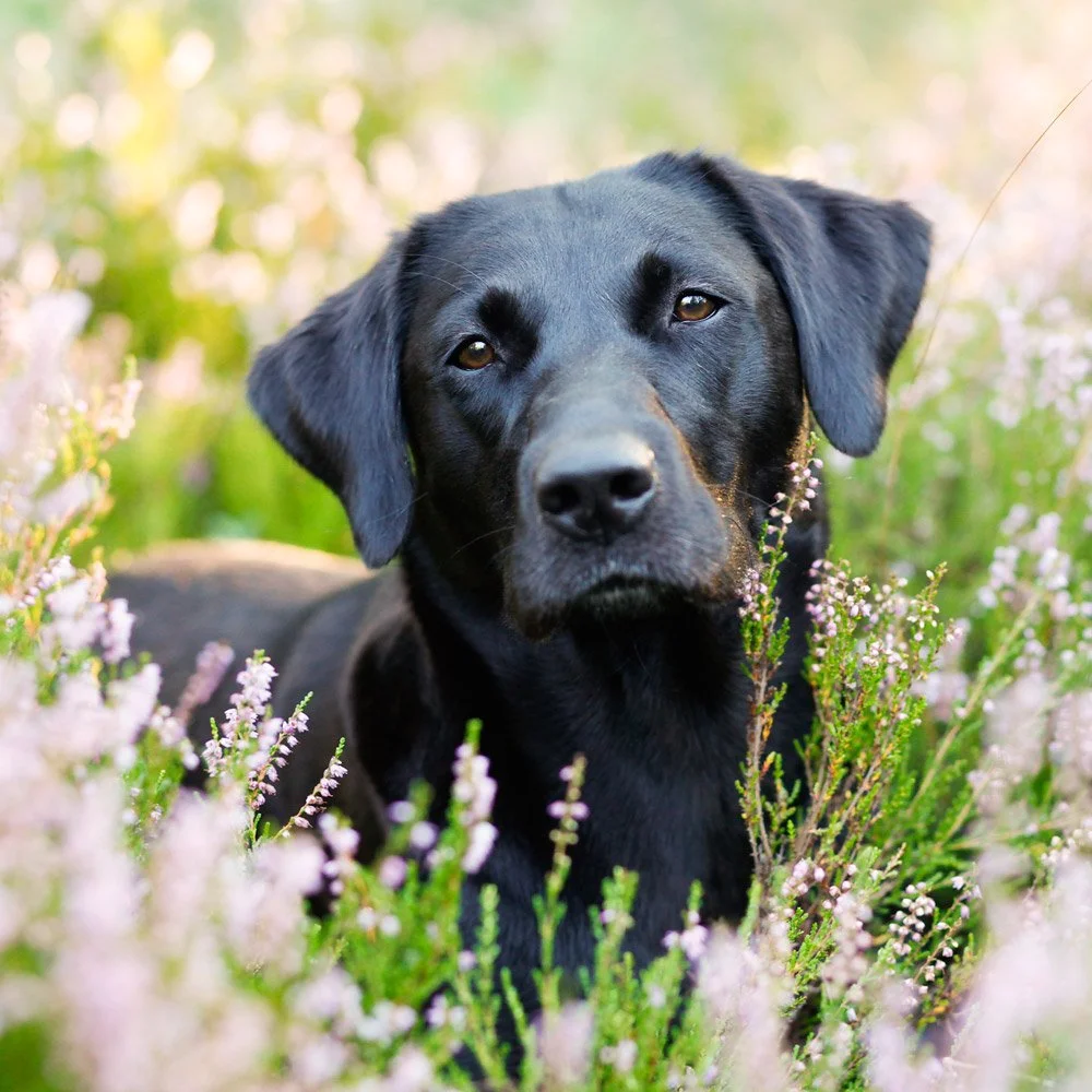 Sea-Croft Neah. Ägare Kajsa Fagerström