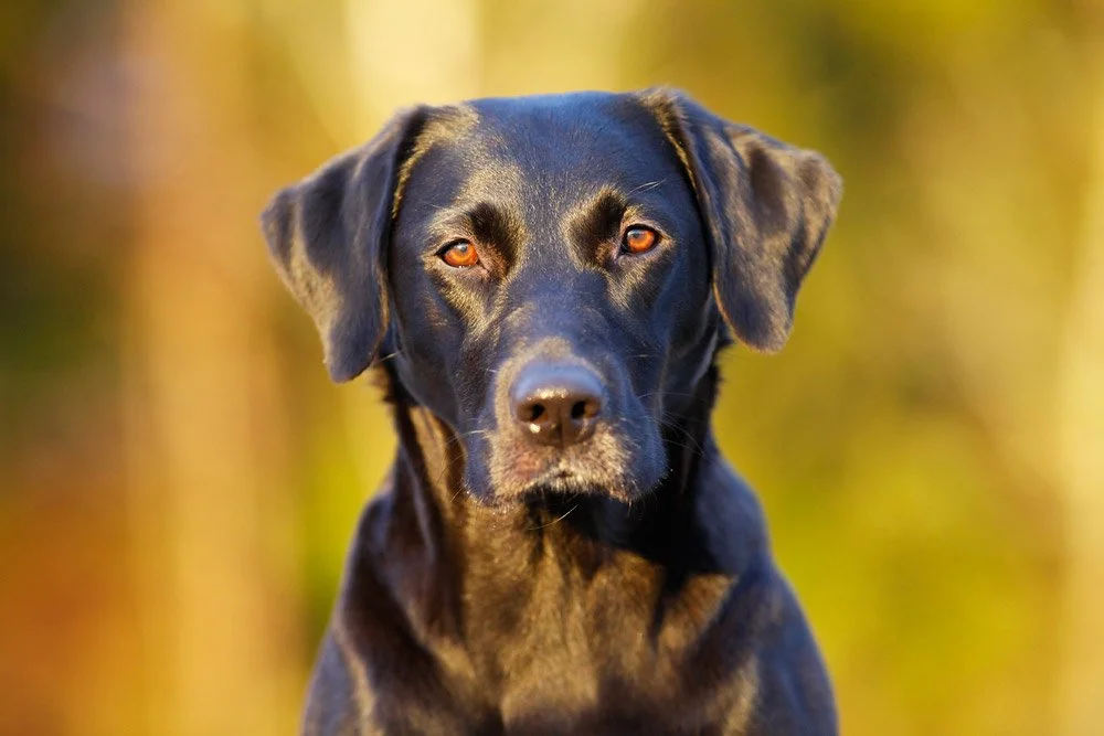Sea-Croft Neah. Ägare Kajsa Fagerström