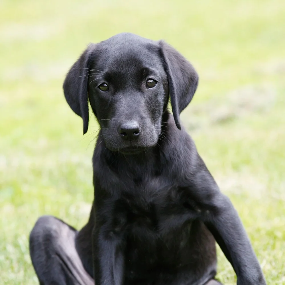 Streamlight's Phoebes Cornelia "Pennie". Ägare: Kajsa Fagerström