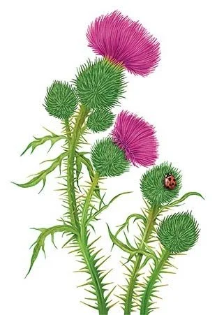 thistle and a ladybug