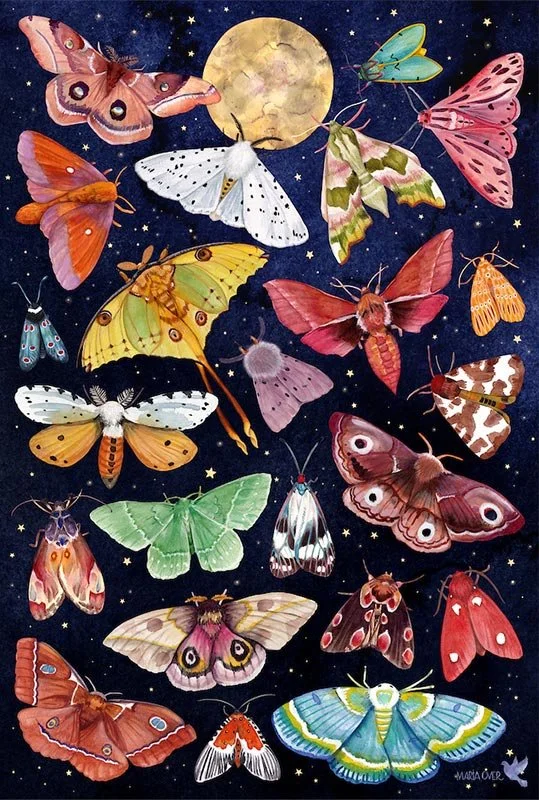 collection of moths on a starry sky