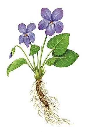lilac flowers