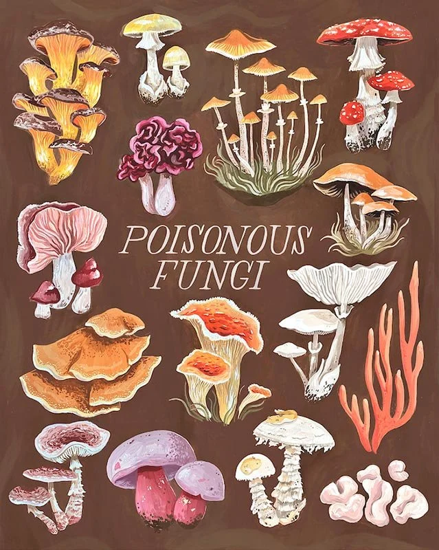 collection of poisonous fungi