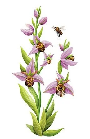 orchids and bees