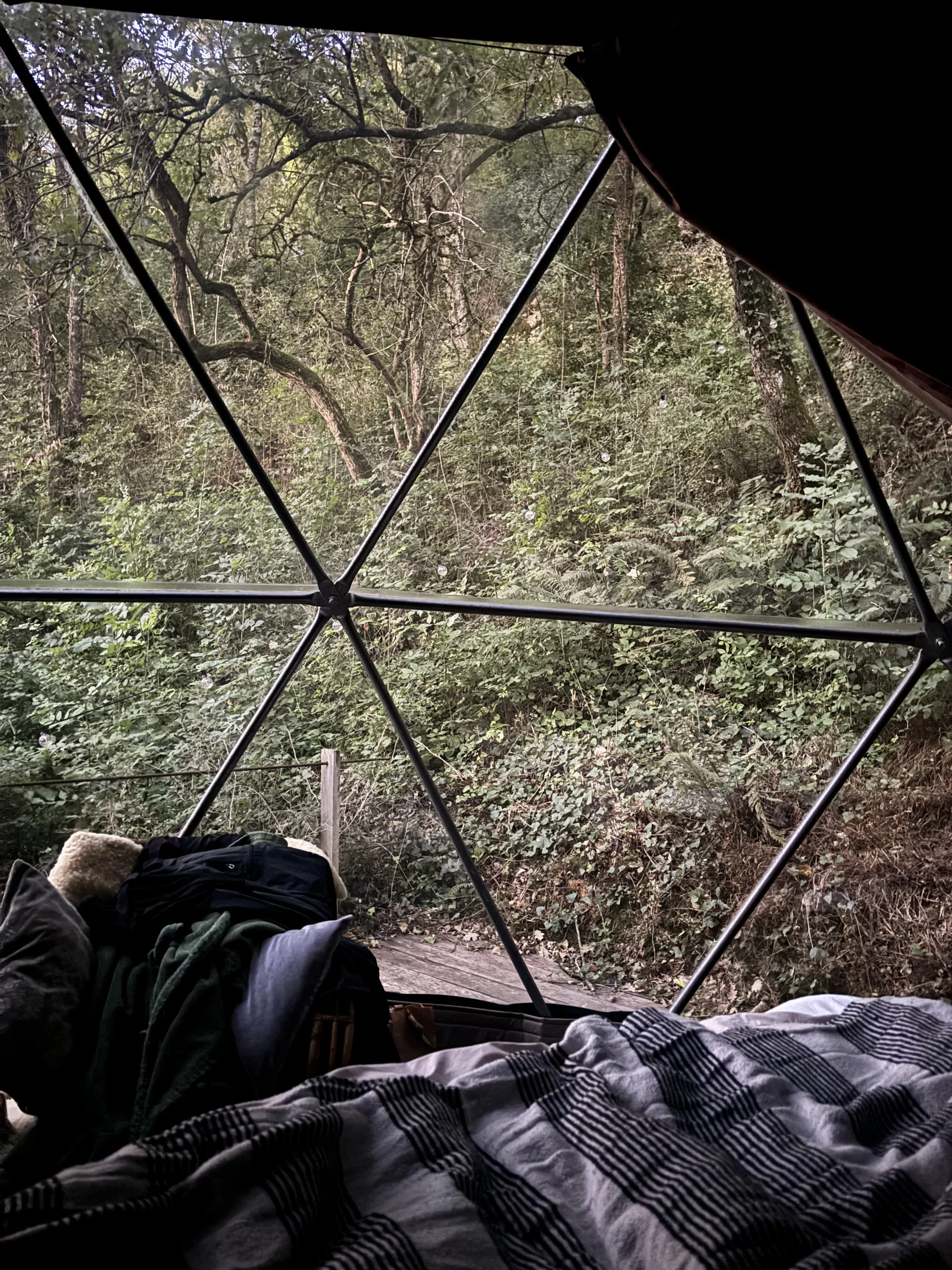 View from inside a tent, looking out at a forested trail with dense greenery and trees.