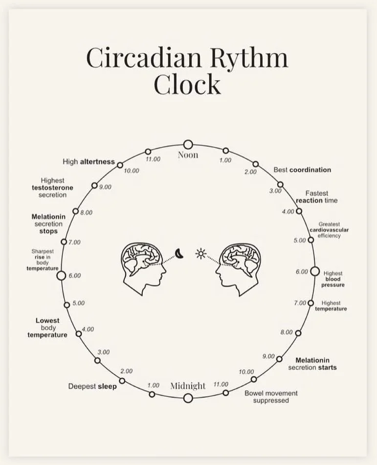 A diagram of the circadian rhythm clock showing sleep and alertness patterns over 24 hours, with annotations for hormone levels, body temperature, and physiological responses.