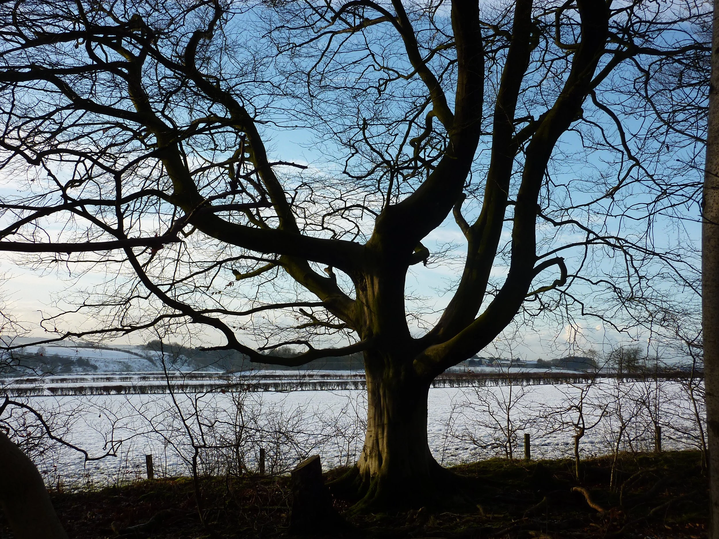 A large, leafless tree with twisted branches outdoors near a body of water on a winter day.