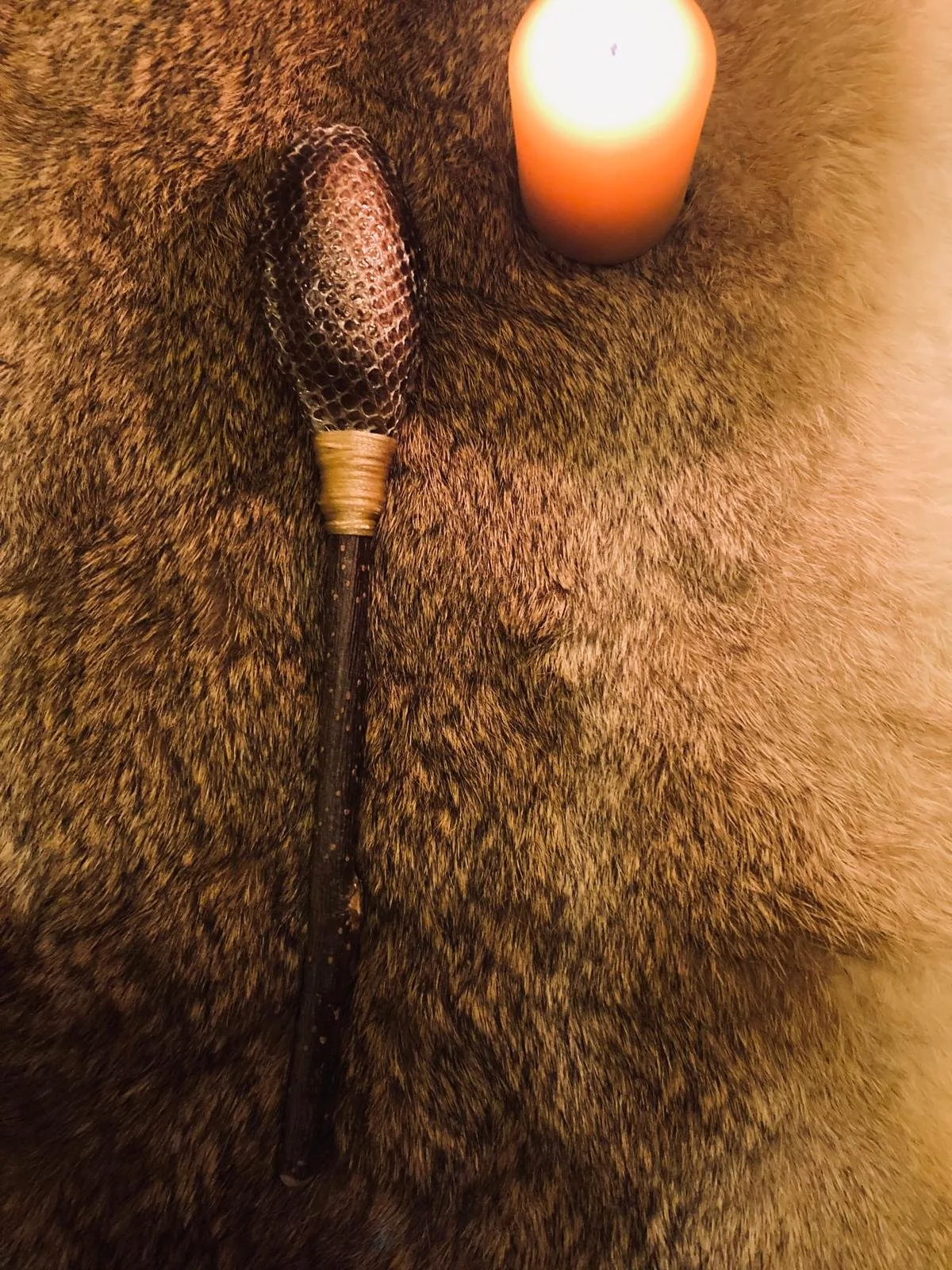 Boa constrictor Snake rattle