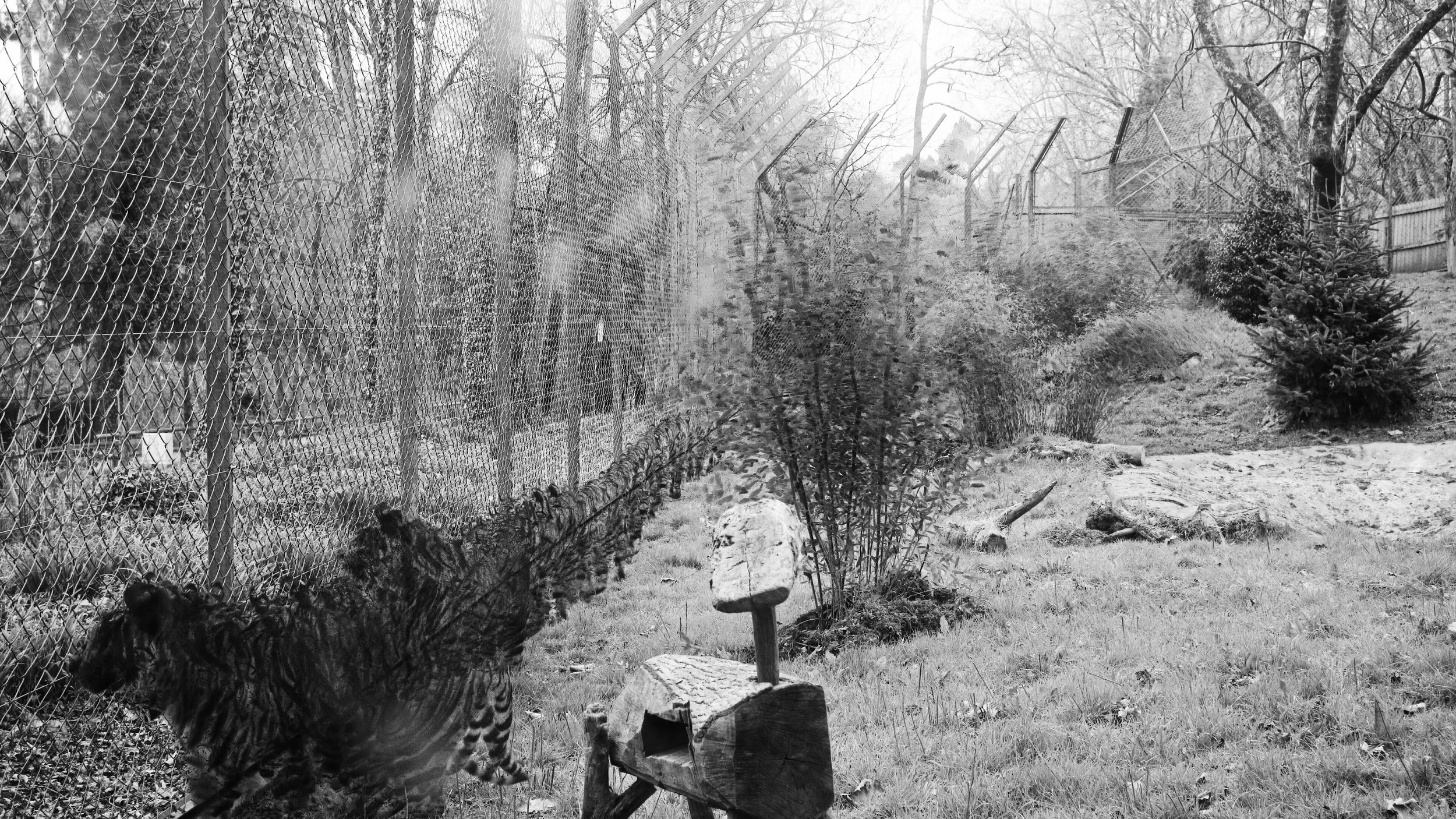 Tiger, 35 images, 2024