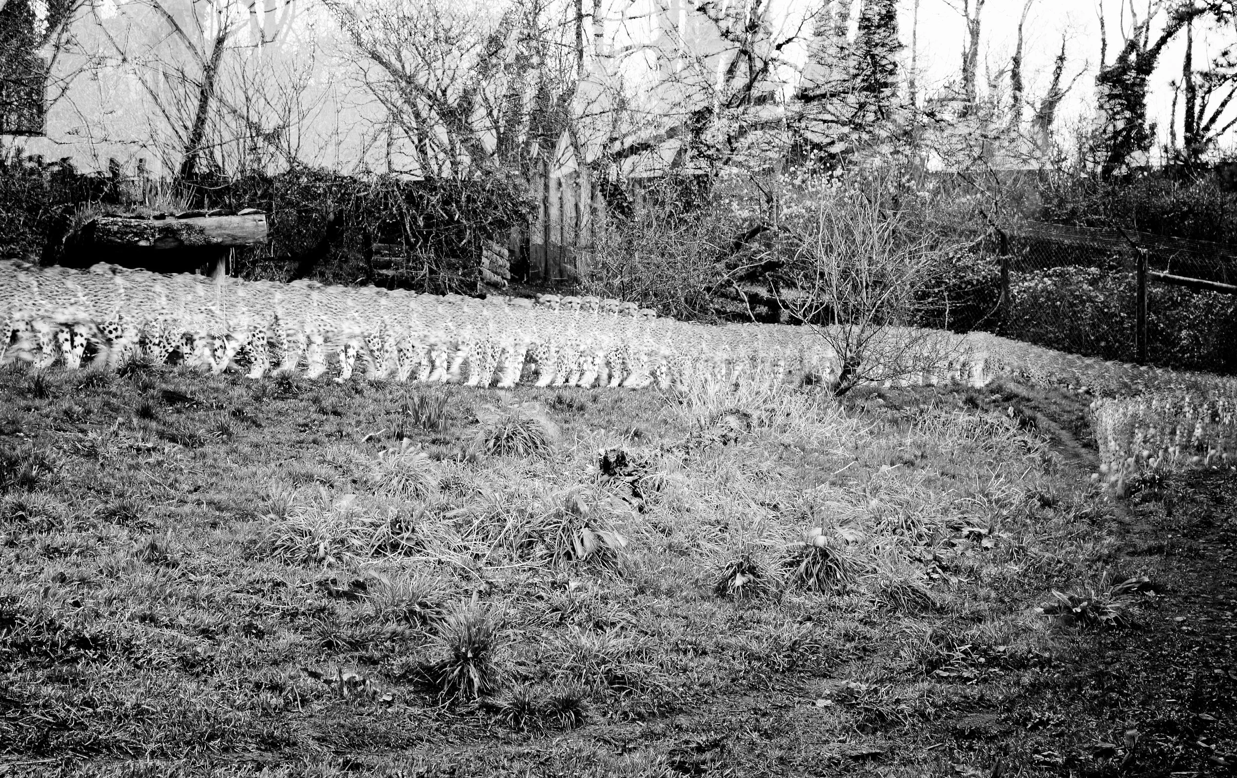 Cheeta, 89 photos, 2025