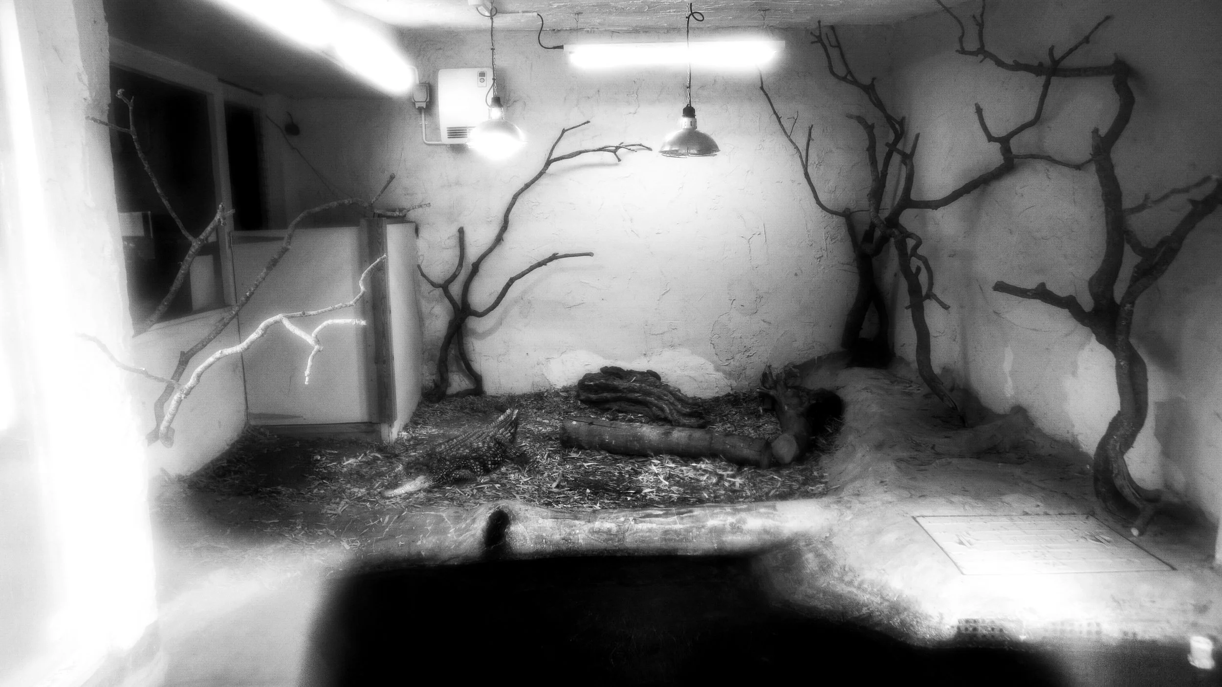 Nile Crocodile, 41 photos, 2025