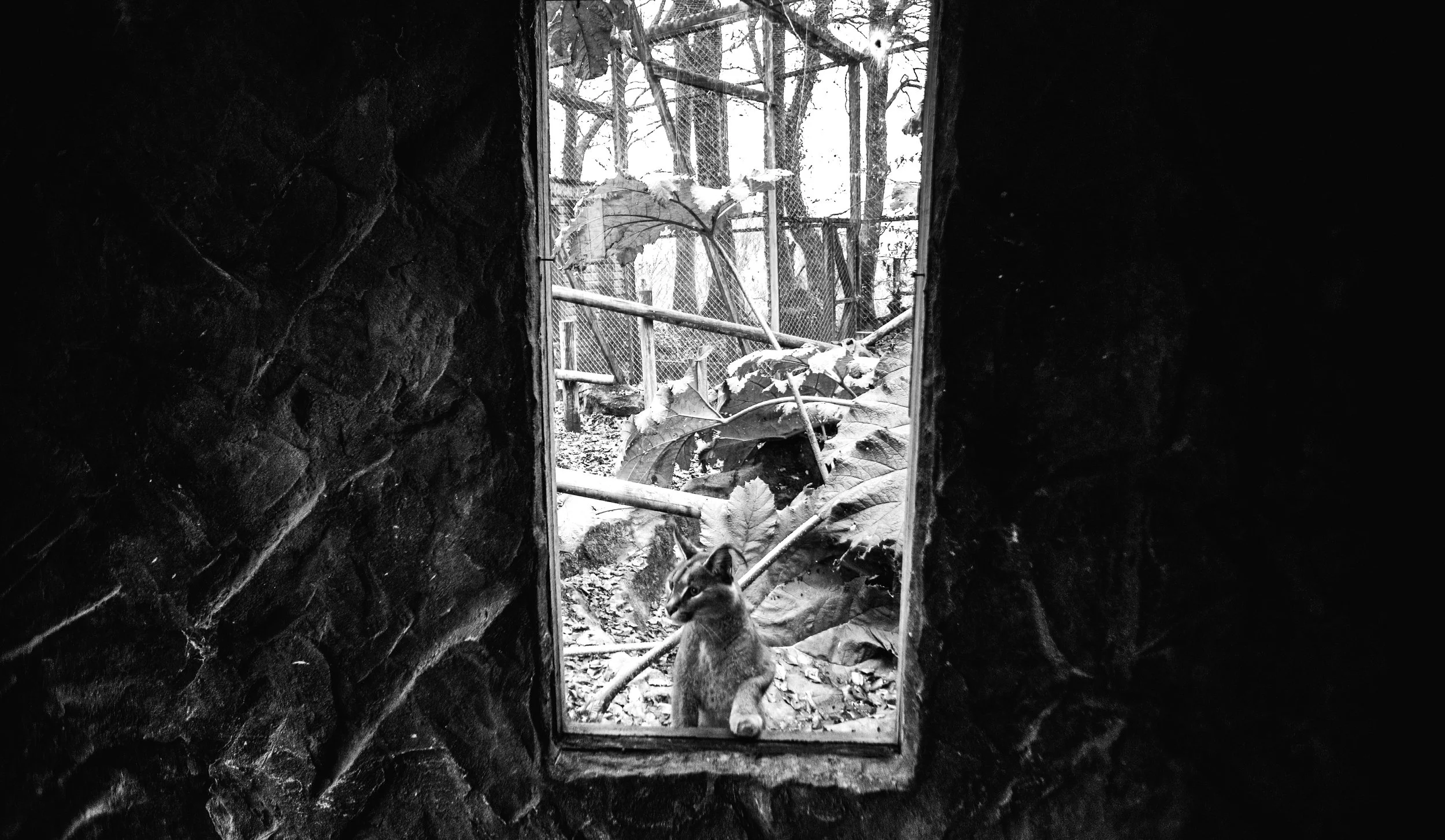 Caracal, 8 photos, 2025