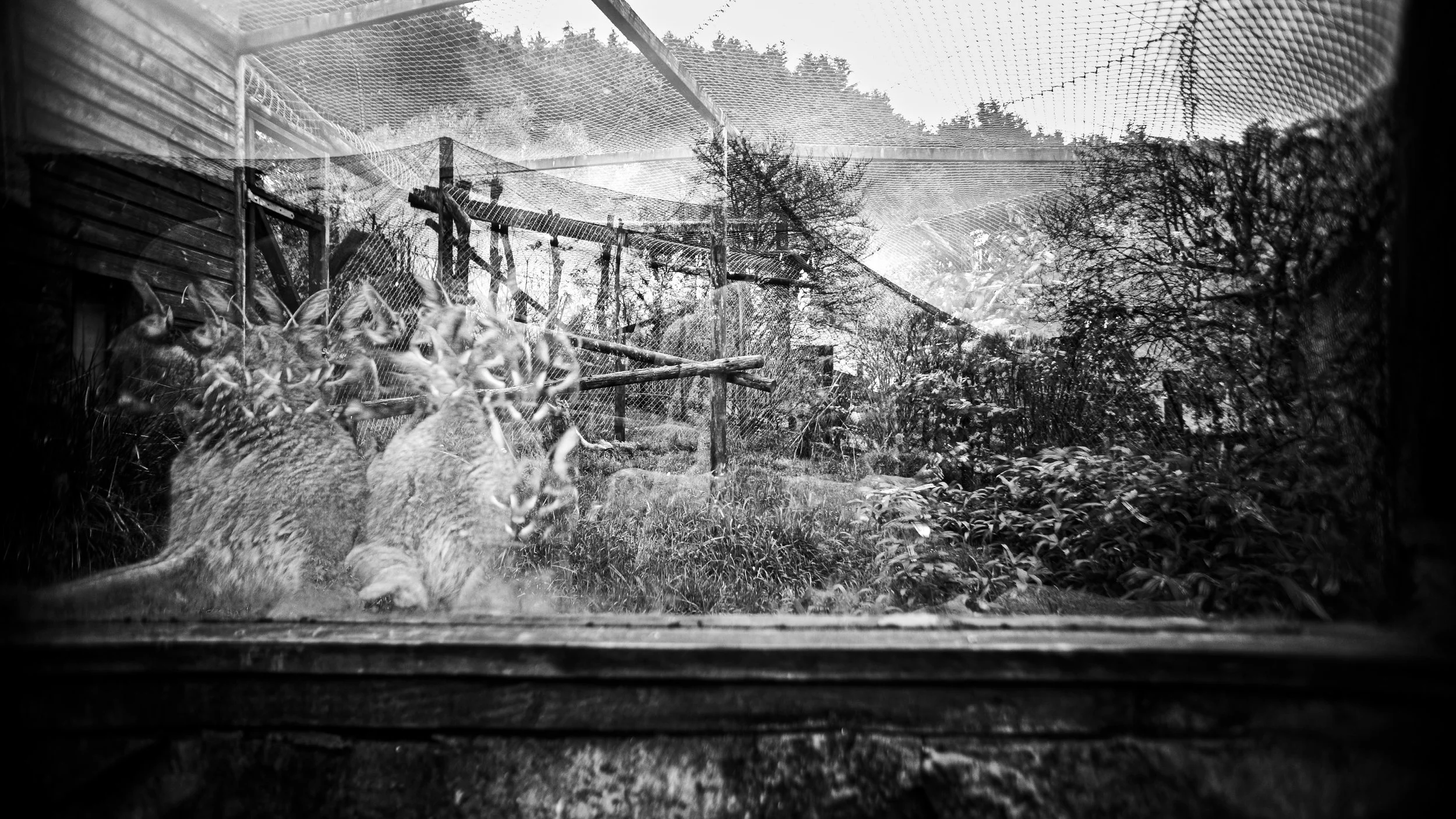 Eurasian Lynx, 10 photos, 2025