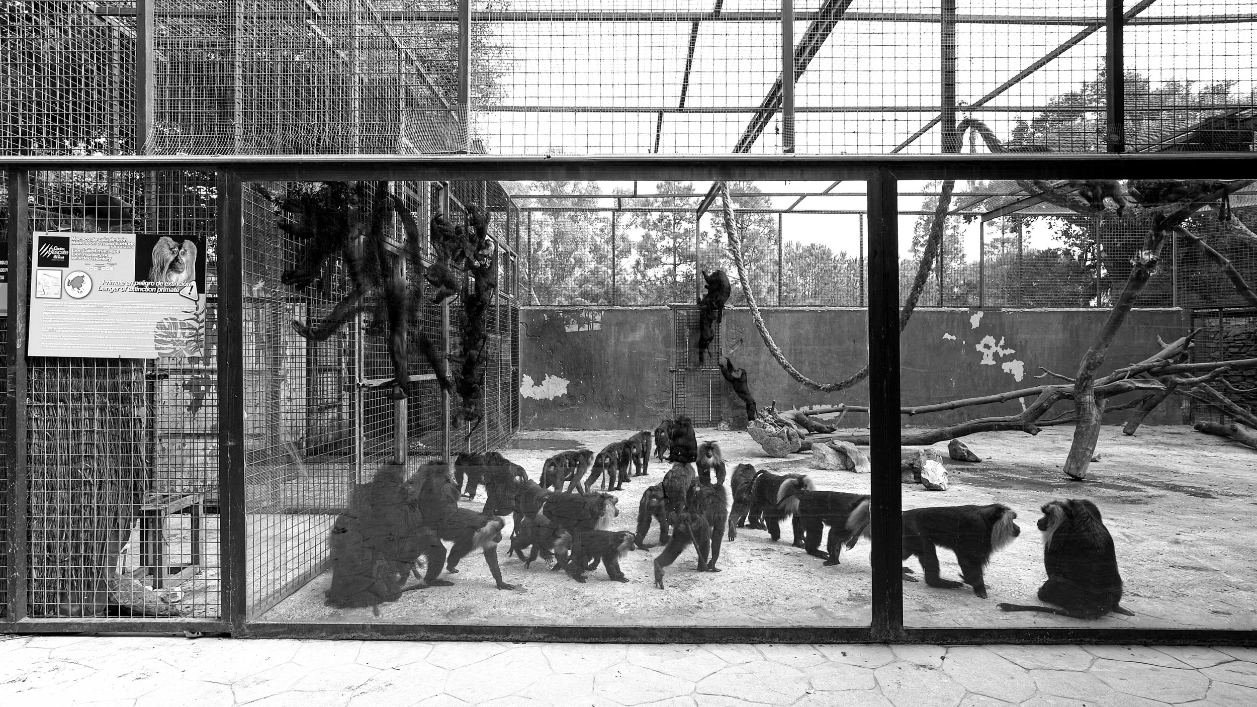 monkey lots 2.jpg