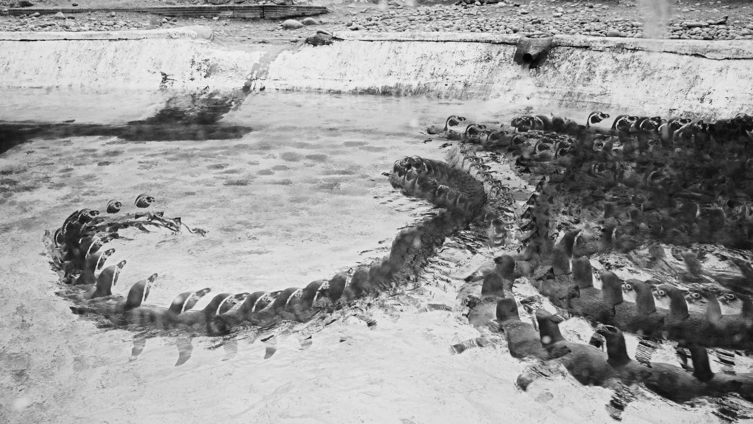 Humboldt Penguin, 55 images, 2024