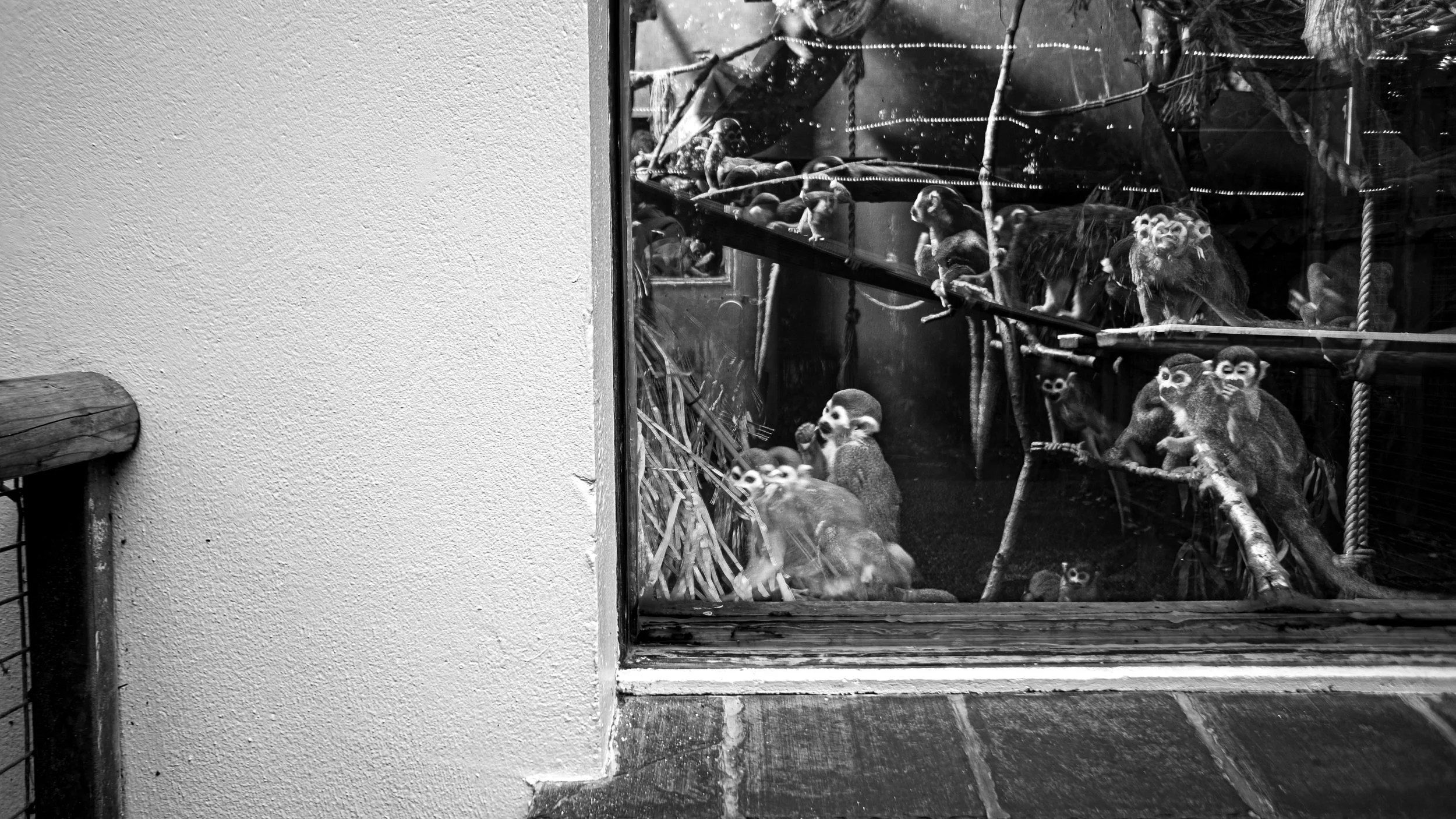 Squirrel monkey, 31 images, 2025