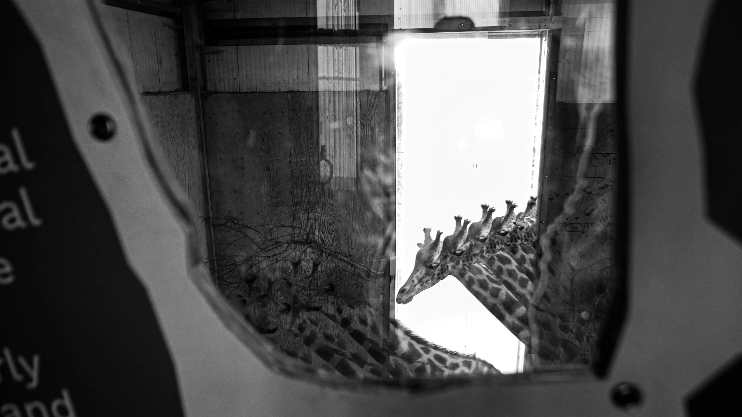 Rothschild’s giraffe, 9 images, 2025