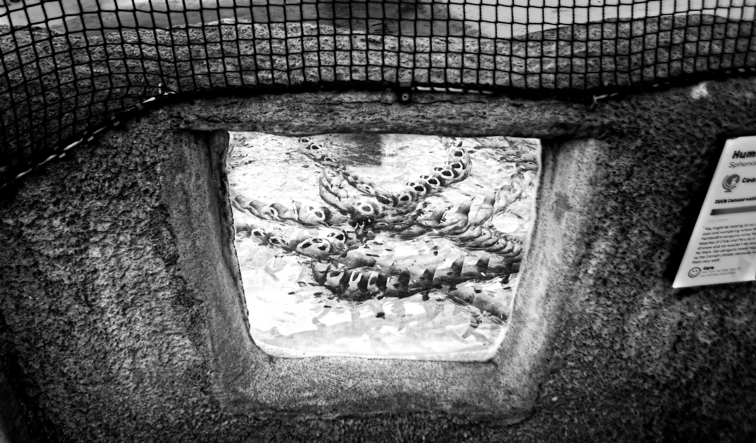 Humboldt Penguin, 67 photos, 2025
