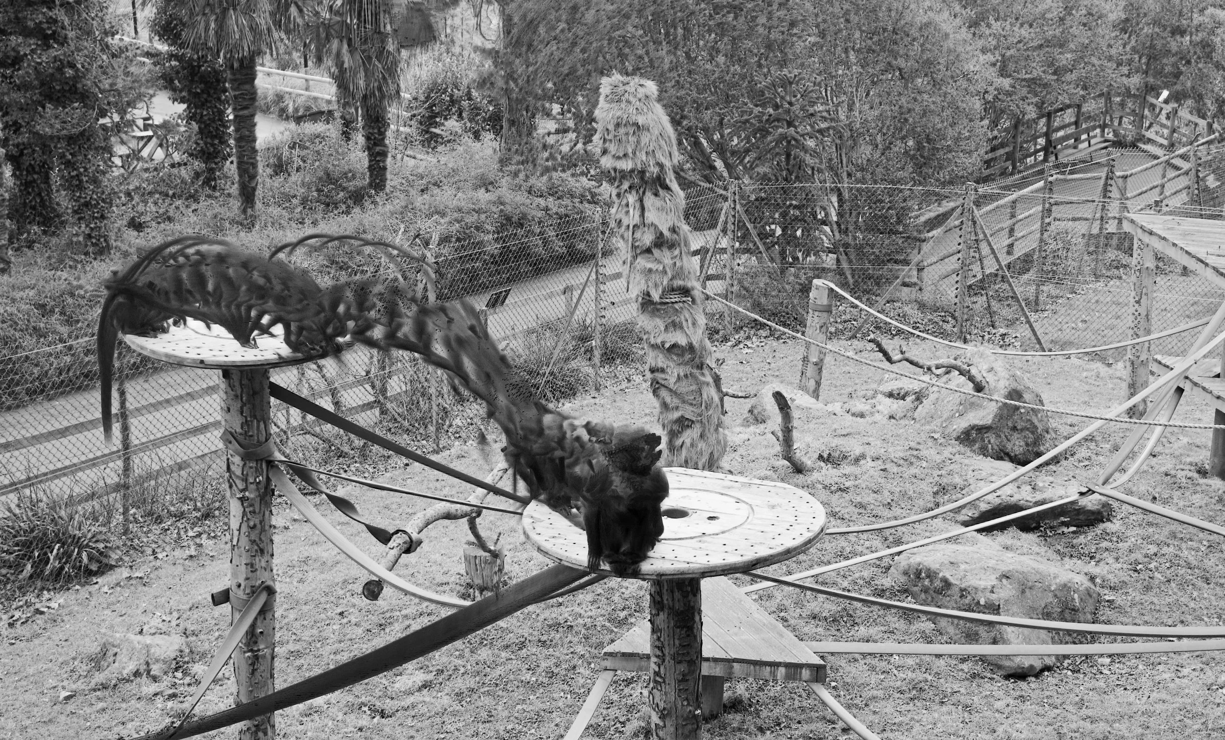 Collared mangabey, 30 images, 2024