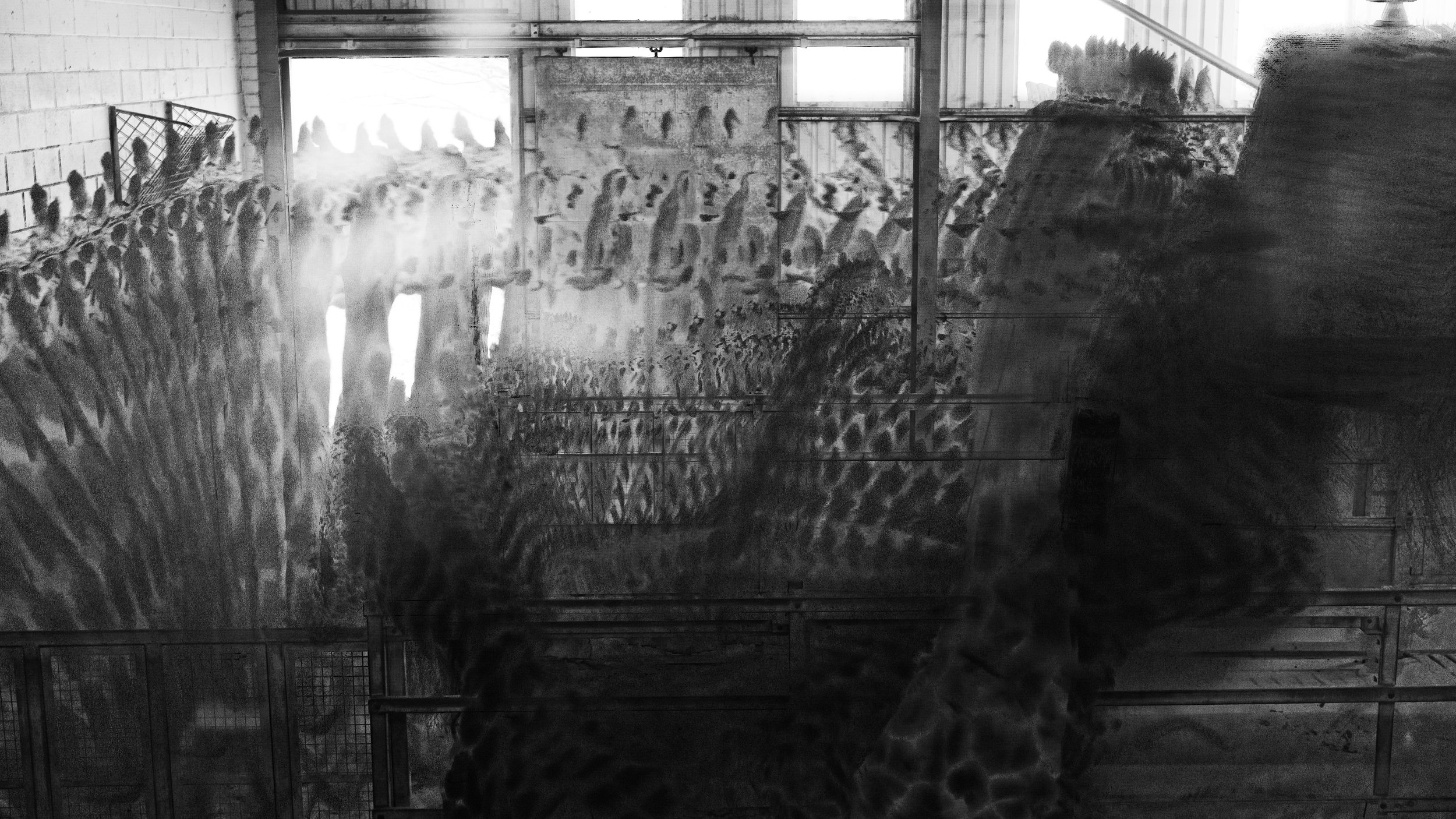 Giraffe, 51 images, 2024