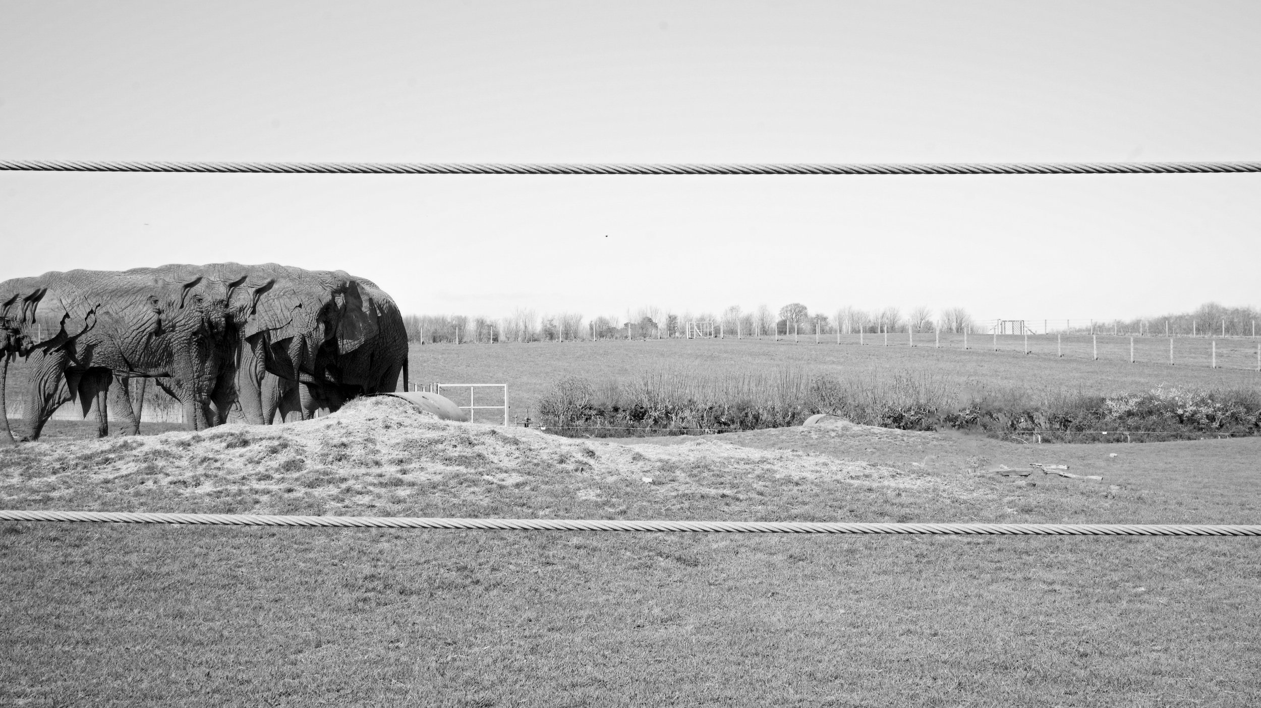 Elephants, 12 images, 2024