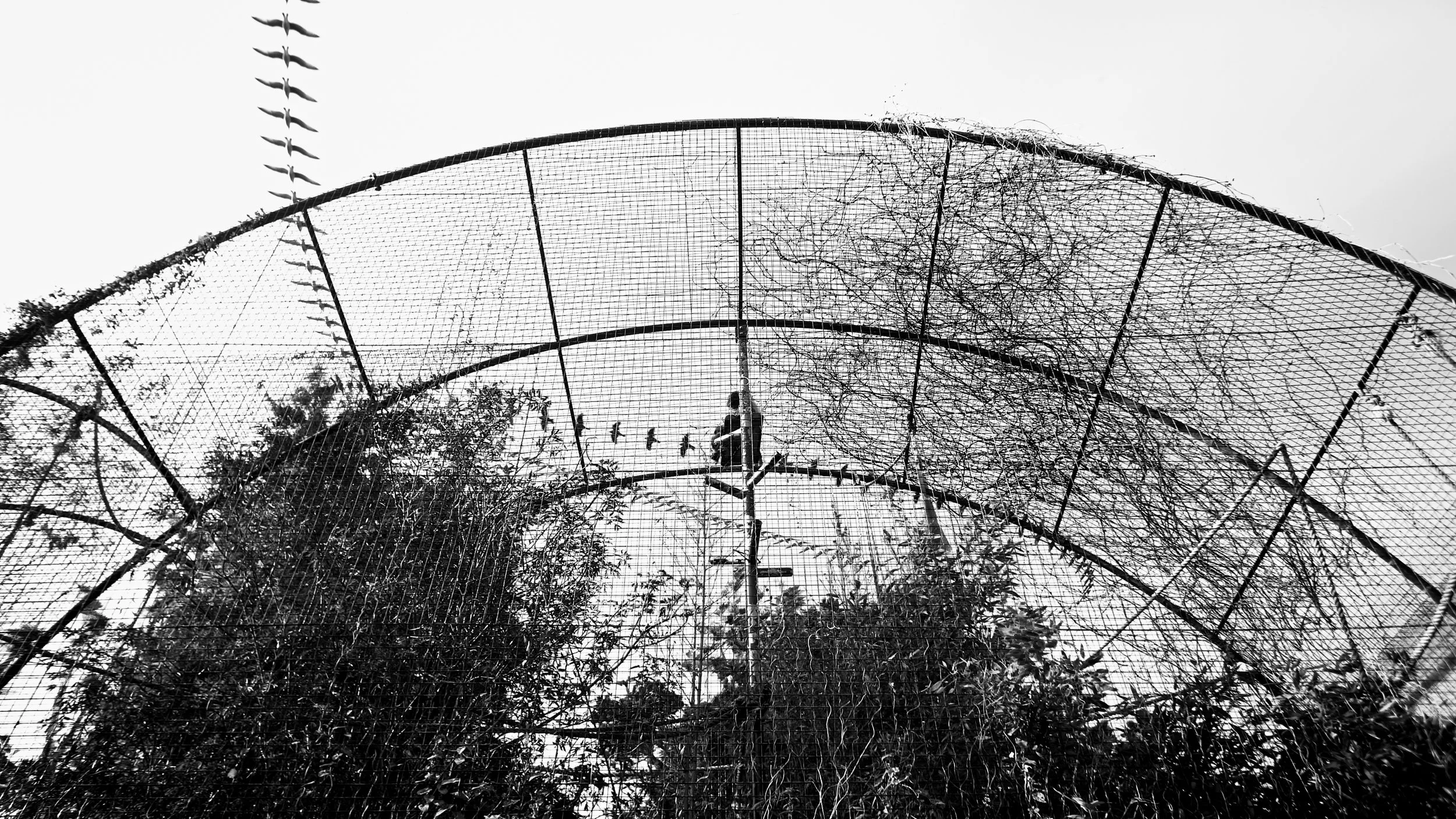 Lar Gibbon, 54 photos, 2025