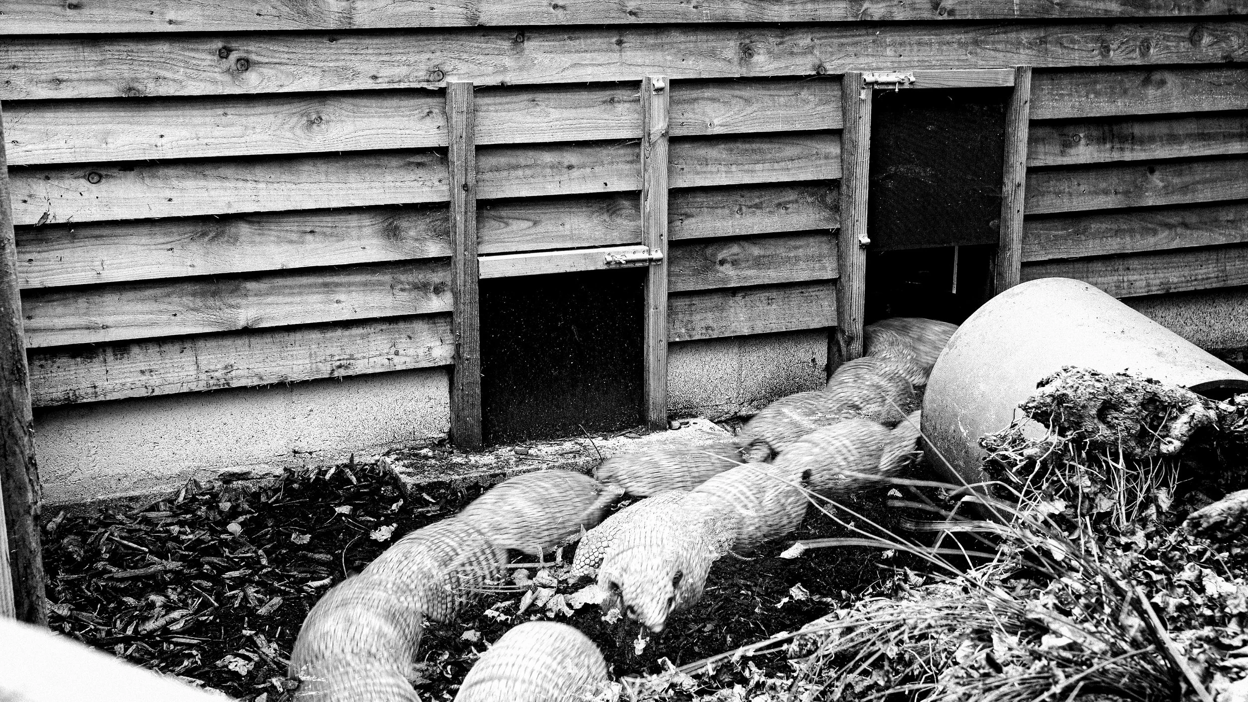 Armadillo, 33 photos, 2025