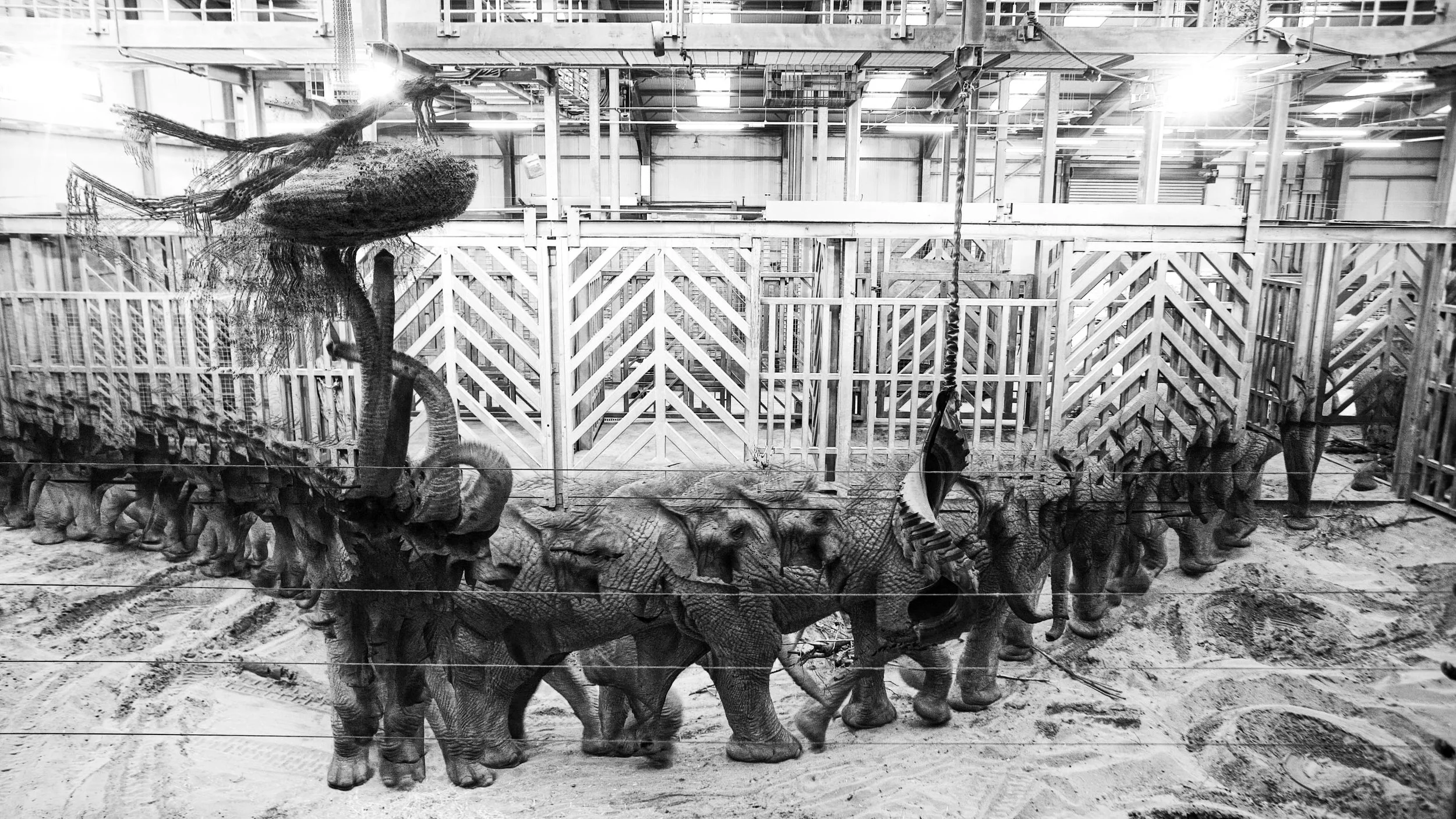 African Elephant, 19 photos, 2025