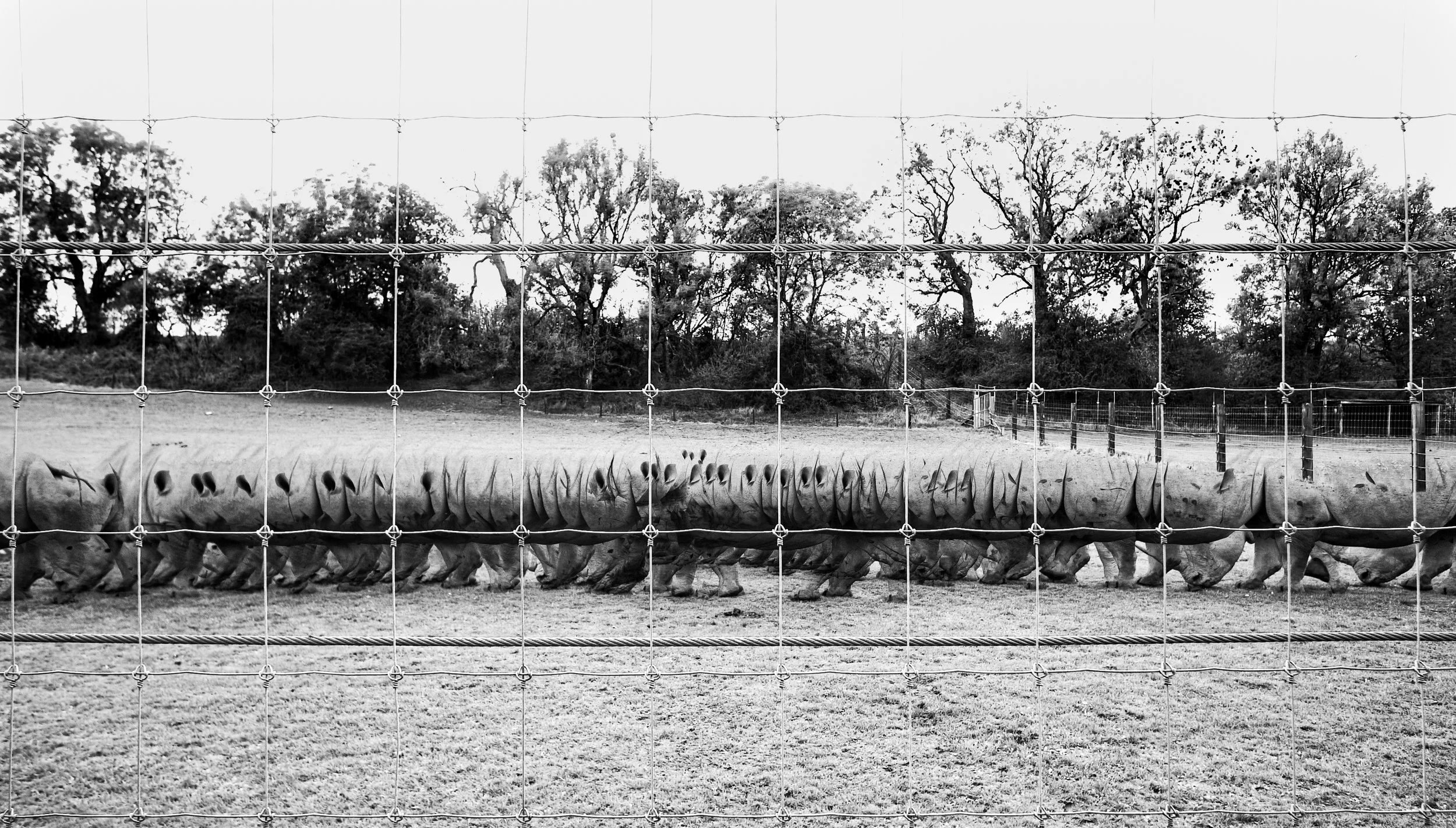 White Rhino, 57 photos, 2025