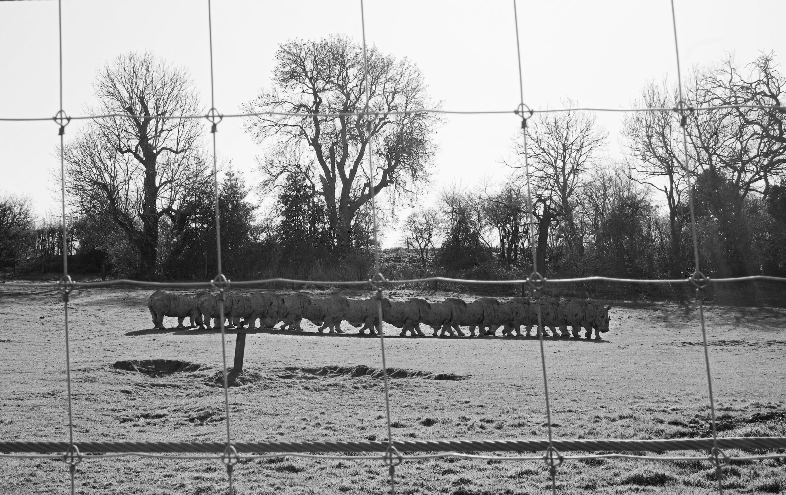 Rhino, 18 images, 2024