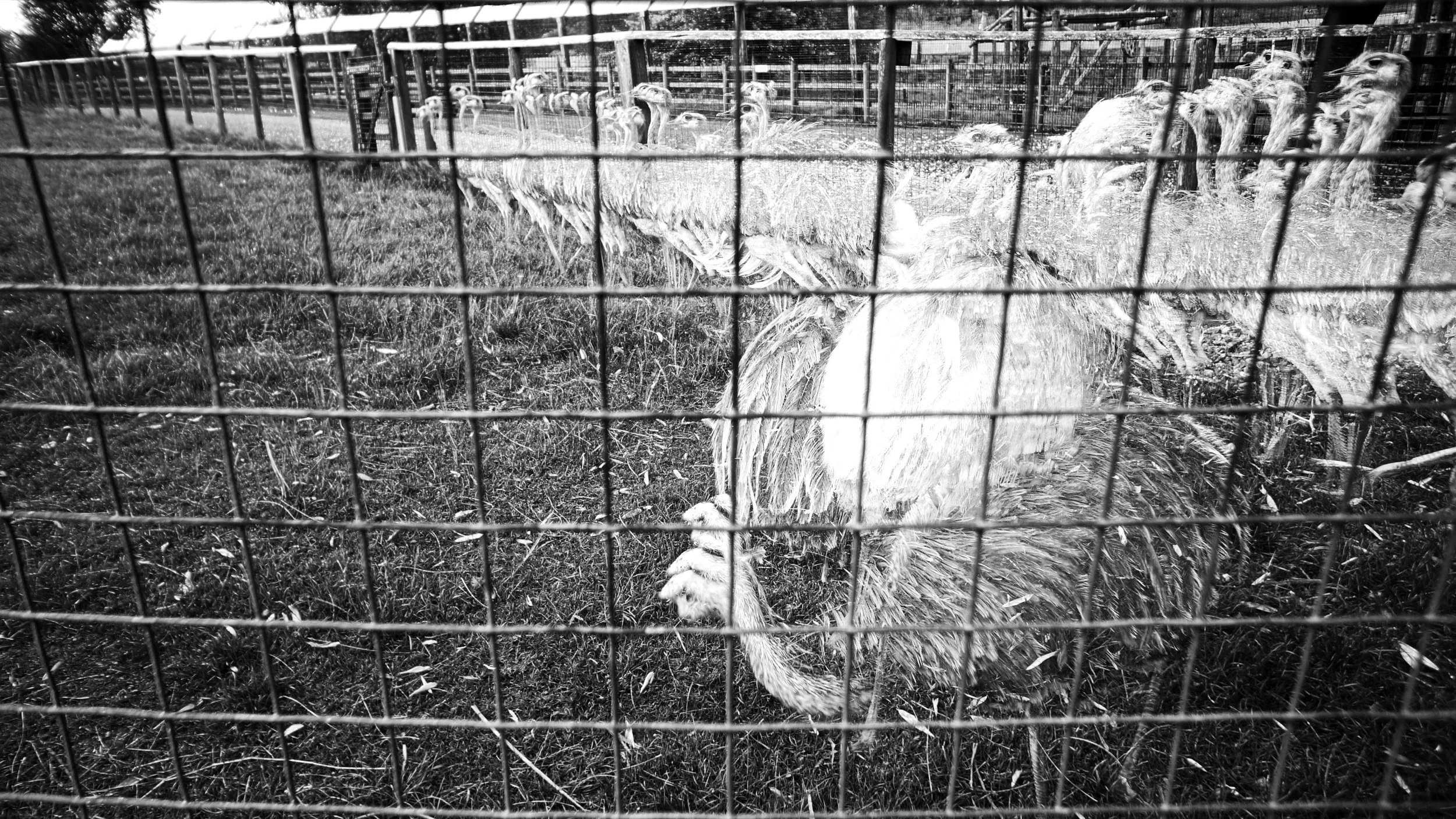 Greater Rhea, 46 photos, 2025