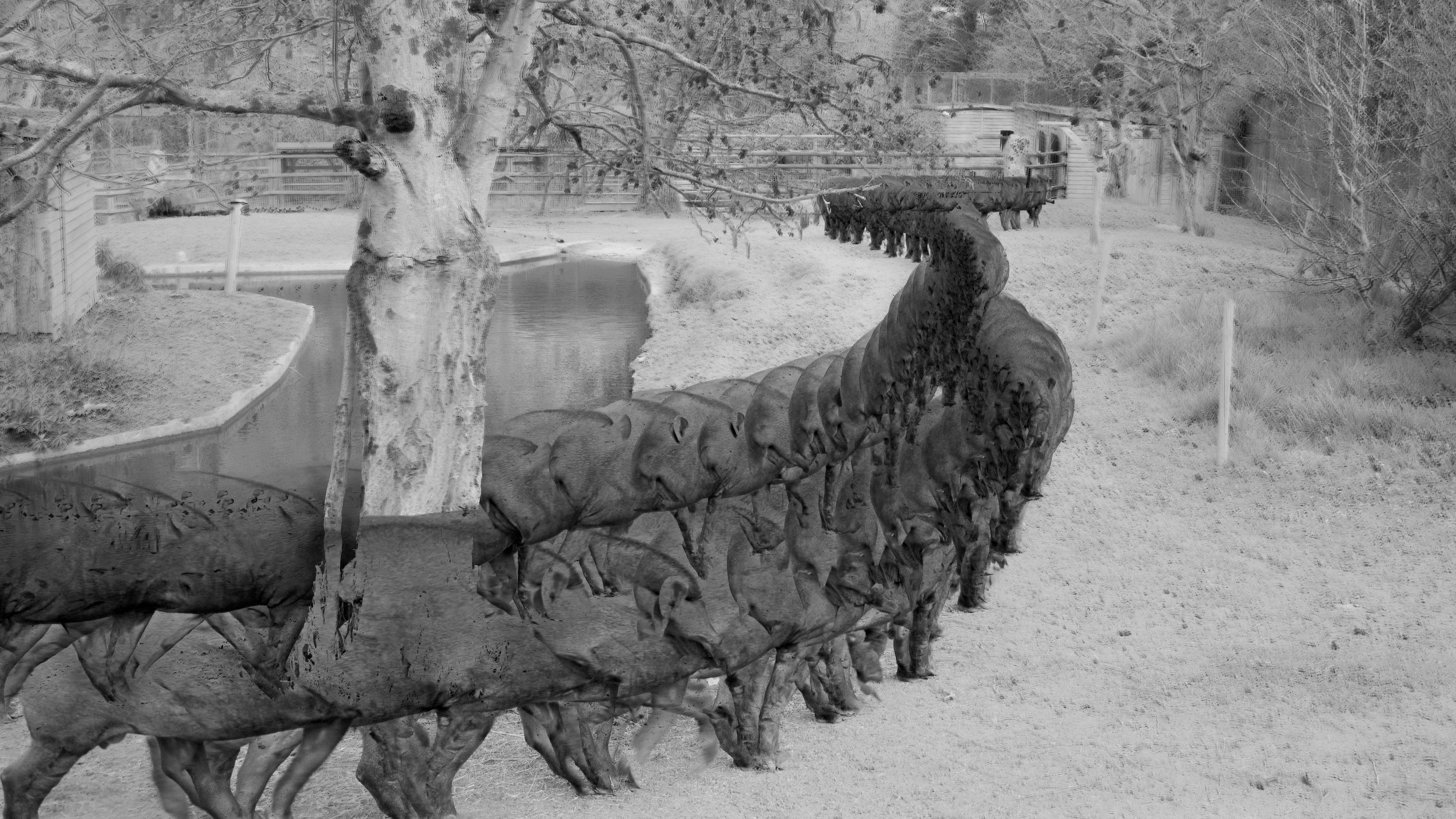 Brazilian Tapir, 44 images, 2024