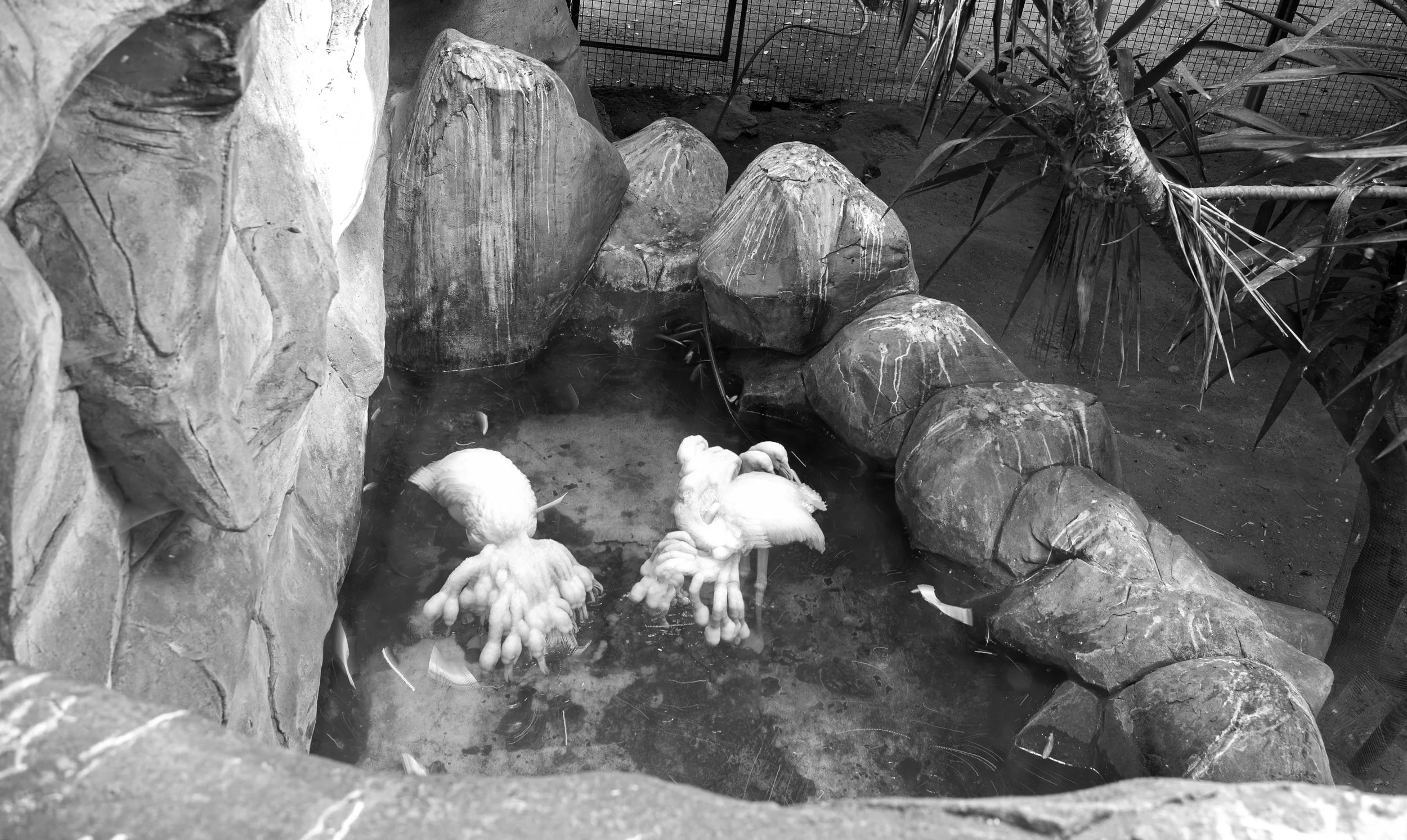 flamingos.jpg