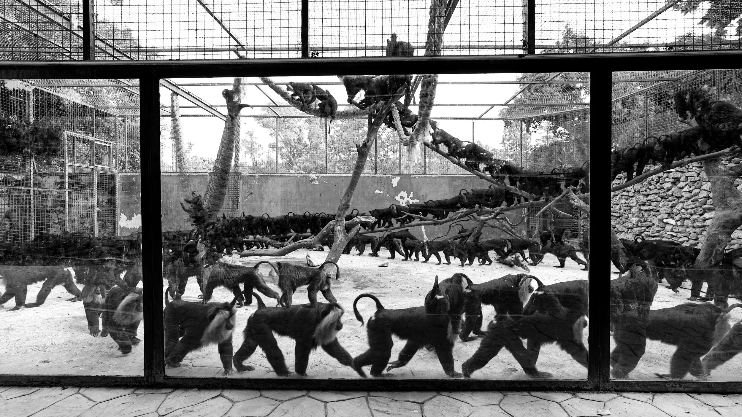Monkey lots.jpg